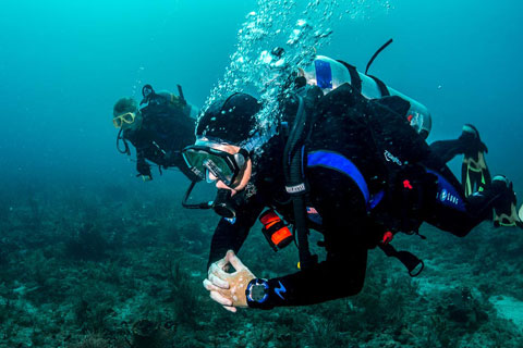 Jupiter Drift Divers emblem